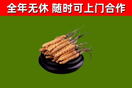 汉南烟酒回收冬虫夏草.jpg
